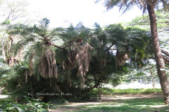 Phoenix reclinata